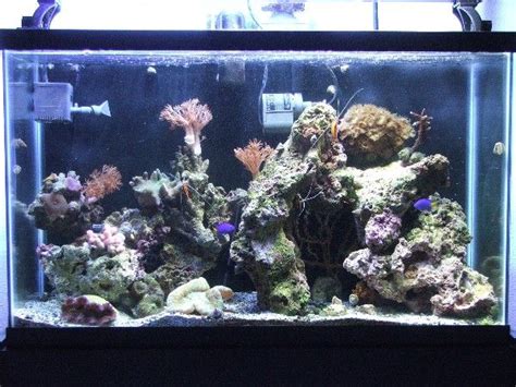 The 28 Best Beginner Fish for a Saltwater Aquarium.